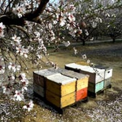 Das Geheimnis des Bienensterbens