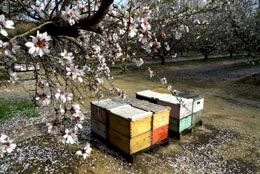 Das Geheimnis des Bienensterbens