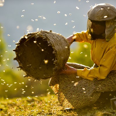 HONEYLAND credits Stadtkino Verleih 01