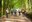 Conifers 1a.jpg