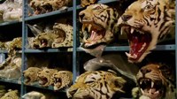 Racing_Extinction.jpg