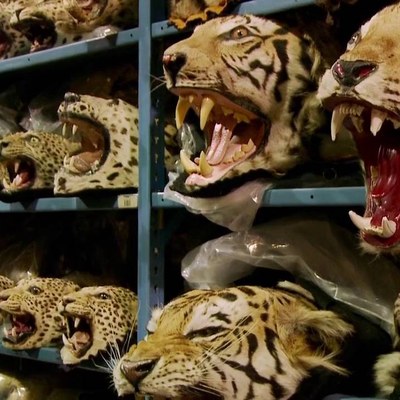 Racing_Extinction.jpg