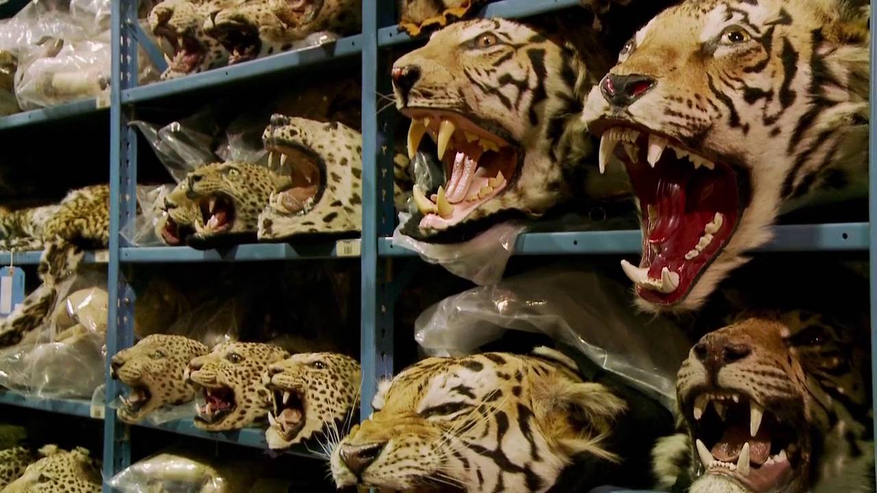 Racing_Extinction.jpg
