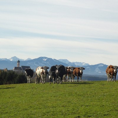 Allgaeu