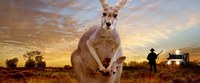 Kangaroo_A_Love_Hate_Story.jpg