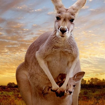 Kangaroo_A_Love_Hate_Story.jpg