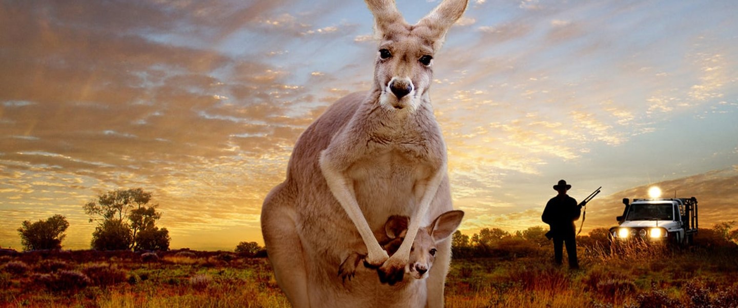 Kangaroo_A_Love_Hate_Story.jpg