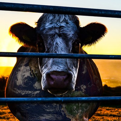 cowspiracy cow