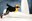 Der-dickste-Pinguin-vom-Pol-9.JPG