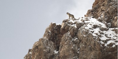 Der_Schneeleopard (c) Vincent Munier.jpg