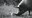gunda01-scaled.jpg