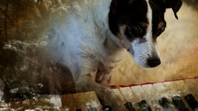 Heart of a Dog2