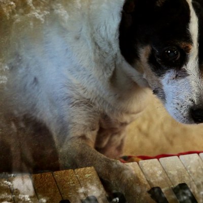 Heart of a Dog2