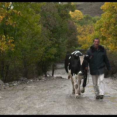 HolyCow still08 photocredit KloosundCo SarvarJavadov