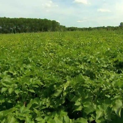 Humus Vergessene Klimachance