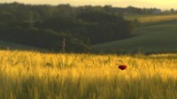 landlust landfrust landschaft