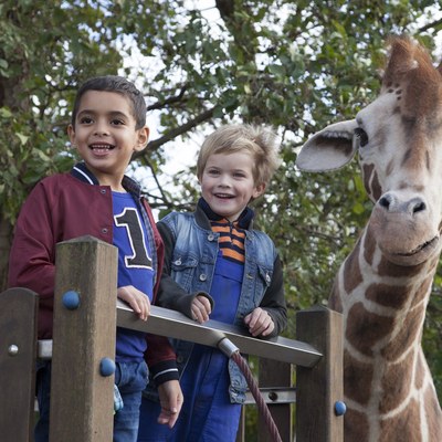 Mein Freund Giraffe1