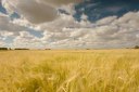 The Future of Food - nichts ist, wie es schmeckt
