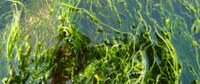 tanz ist Festival - Biofilme von Ella Esque