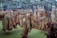 Ernährung betrifft uns alle! – LoveMEATender