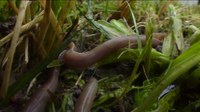 „Landwirtschaft ANDERS“ – Filmreihe mit Bertram Verhaag: Der Bauer der das Gras wachsen hört & Der Bauer mit den Regenwürmern