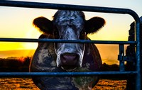 Cowspiracy - Das Geheimnis der Nachhaltigkeit