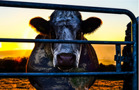 Cowspiracy - Das Geheimnis der Nachhaltigkeit