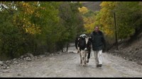 HUMAN VISION film festival: Holy Cow