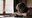 Tiere