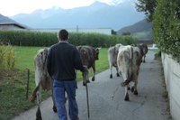 Das System Milch
