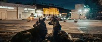 Preview: Space Dogs