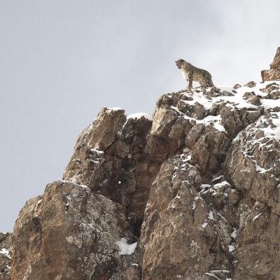 Der_Schneeleopard (c) Vincent Munier.jpg