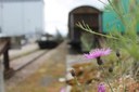 Bahnhof der Schmetterlinge